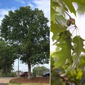 Nutall Oak Tree